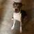 Pitbull 4 thumbnail
