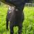 Nigerian Dwarf Goat Wethers Available! 4 thumbnail
