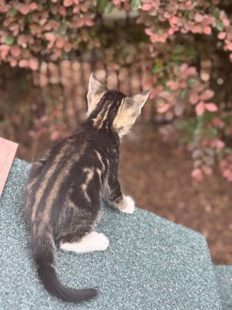 8 week old kittens, two males and two females63904506908034121