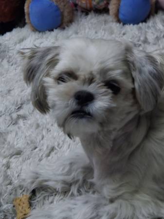 Shihzu needs forever home. (Portland)63958288933890120