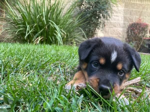 Rehoming 9 week old puppy (Sacramento)63881395563393120