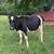 Holstein 3 thumbnail