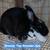 New Zealand Breeders 1 thumbnail
