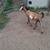 Billy goats 4 thumbnail