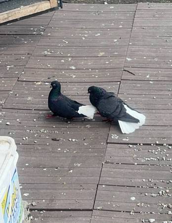 Pigeons 1