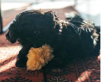 Cachorros Shih Tzu sanos (213-cinco62-4428)63861571377923120