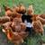 Laying hens 3 thumbnail