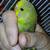 Hand raised parakeet babies need new homes, can del to Phx 4 thumbnail