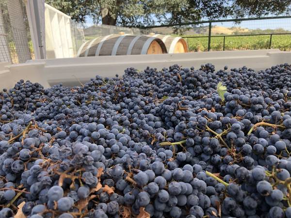 2025 Cabernet Sauvignon grapes 1