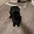 I have a free cat that needs to leave instantly to a good home that will take ca 3 thumbnail