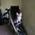 Bothell: two tabby kittens looking for homes 2 thumbnail