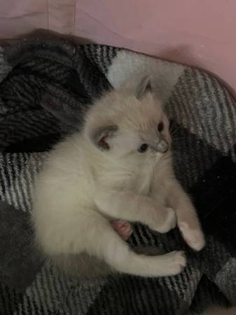 Adorable Siamese kittens63661959639555122