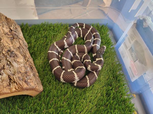 King snake 1