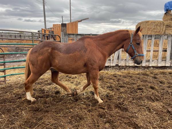 Grade Gelding 1