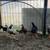 Very Nice Small Bantam Thai Chicken 2 thumbnail