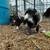 Kunekune piglets 5 thumbnail