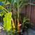 banana trees 3-6' tall 3 thumbnail