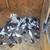 Pigeons 6 thumbnail