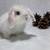 PEDIGREED HOLLAND LOP BUNNIES 7 thumbnail