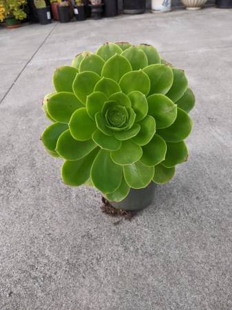 Beautiful Aeonium succulent pots 1