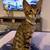 bengal mix kitten 1 thumbnail
