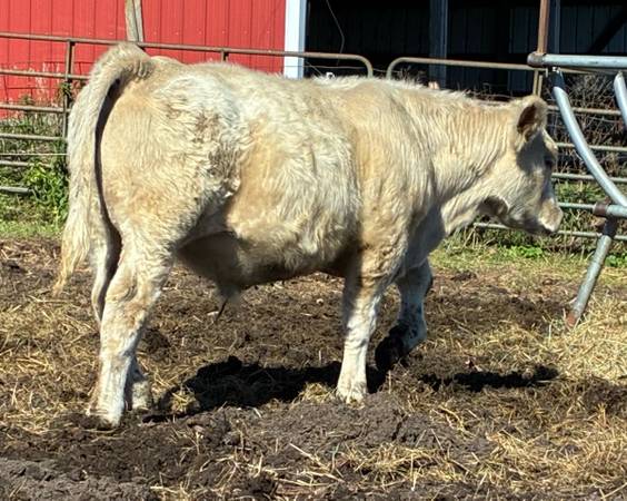 4 Beef Steers 1
