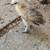 Bantam baby chicks 3 thumbnail