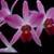 LAELIA ANCEPS: 100 Select Blooming Size Plants 5 thumbnail