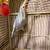 Ringnecks 7 thumbnail