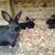 Bunnies 3 thumbnail