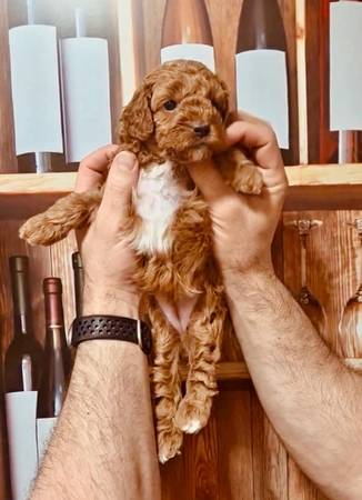 Cachorrito rojo de poodle 1