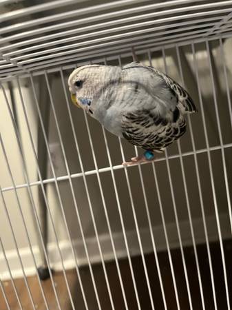 Rehoming budgie (Cullman)63660350007809123