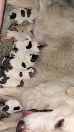 REHOMING PUPPIES FOR FREE! READY 09/21/2025 (Hattiesburg)63611950453889120