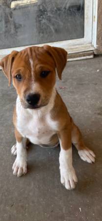 Pitbull Collie Puppies (gilroy)63861462600323120