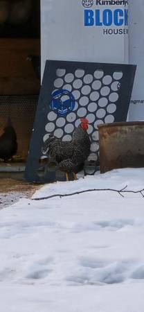 Barred Rock Rooster 1