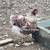 Blue Laced Wyandotte Chicks 7 thumbnail
