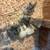 Turkey chick 2 thumbnail