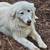 Maremma Italian Livestock Guardian Dog 1 thumbnail