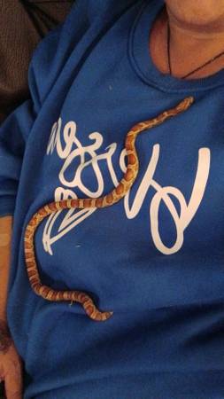 Corn snake $ 80 1