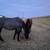 Beautiful Blue Roan Mare — 13 Years Old — Broodmare Prospect 2 thumbnail