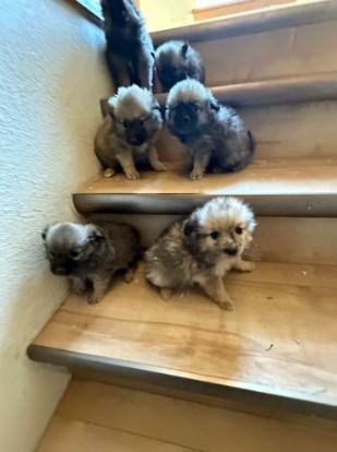 Cute and ready to find homes63853557754627120