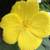 PERENNIAL GARDEN PLANTS From My Private Garden-Dozens of Kinds $5 2 thumbnail