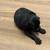 Rehoming 4 puppies 7 thumbnail