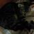 Re-homing cats\kittens 4 thumbnail