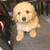 Rehoming fee 3 thumbnail