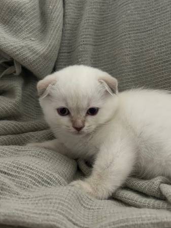 Scottish fold and Scottish straight kittens (brentwood / oakley)63861462337025120