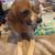 Coonhound 2 thumbnail