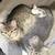Kittens need a home ( Henrietta) 1 thumbnail