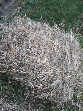 Hay For Sale 1
