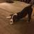 Staffordshire Terrier Free to good caring permanent home. 1 thumbnail